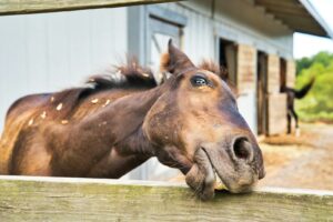 brown horse near the fence